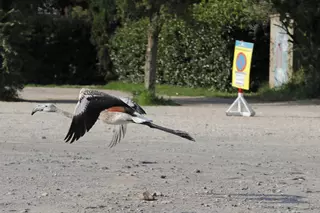 Les fotos d'un flamenc, en un solar del barri de Fontajau a Girona