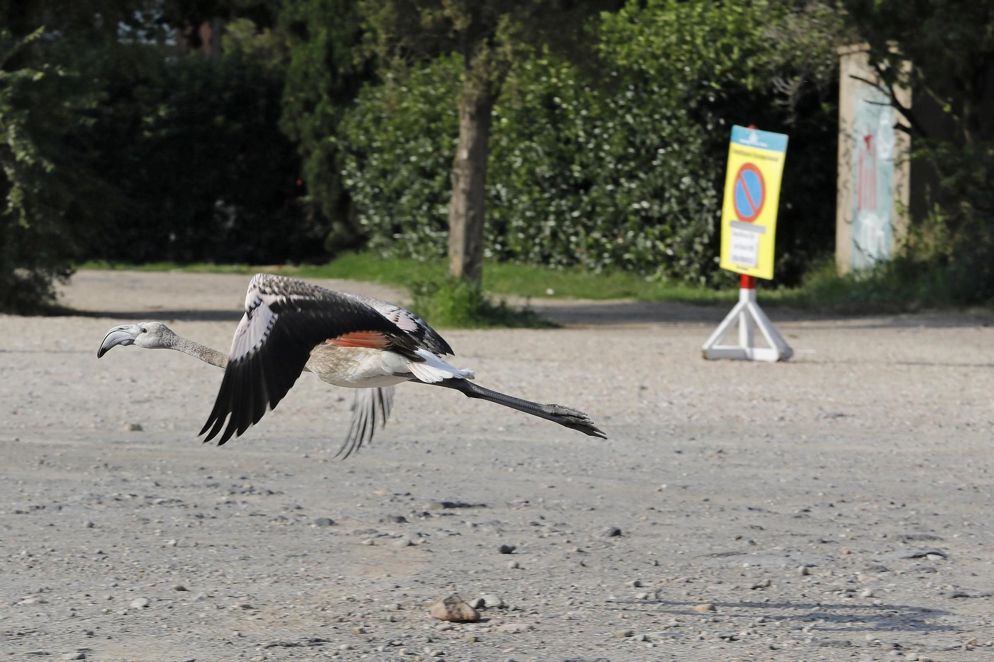 Les fotos d&#039;un flamenc, en un solar del barri de Fontajau a Girona