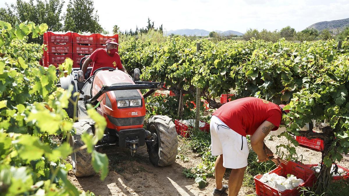 40 millones de kilos. DOP Uva de Mesa Embolsada Vinalopó.