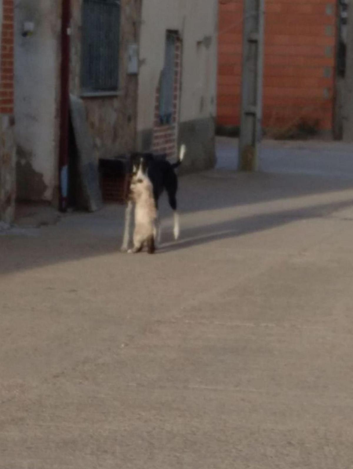 Ataque de una perra a una gata, origen de parte del conflicto en Piedrahíta.