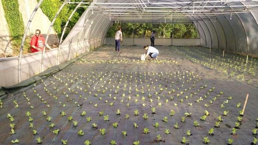 Instalaciones hortofrutícolas del Concello en A Ran. // Faro