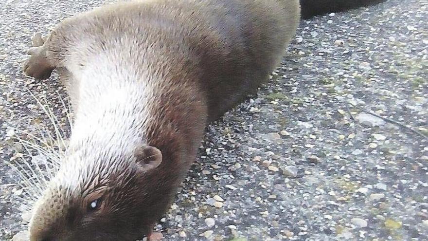 Nutria atropellada recientemente en la zona de Bárate, en Sayago.