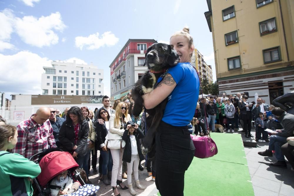 Desfile de perros en adopción en la calle Gascona de Oviedo