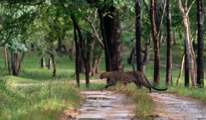 Nagarhole