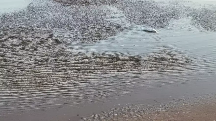 Preocupación ante la aparición de peces muertos en la costa alicantina