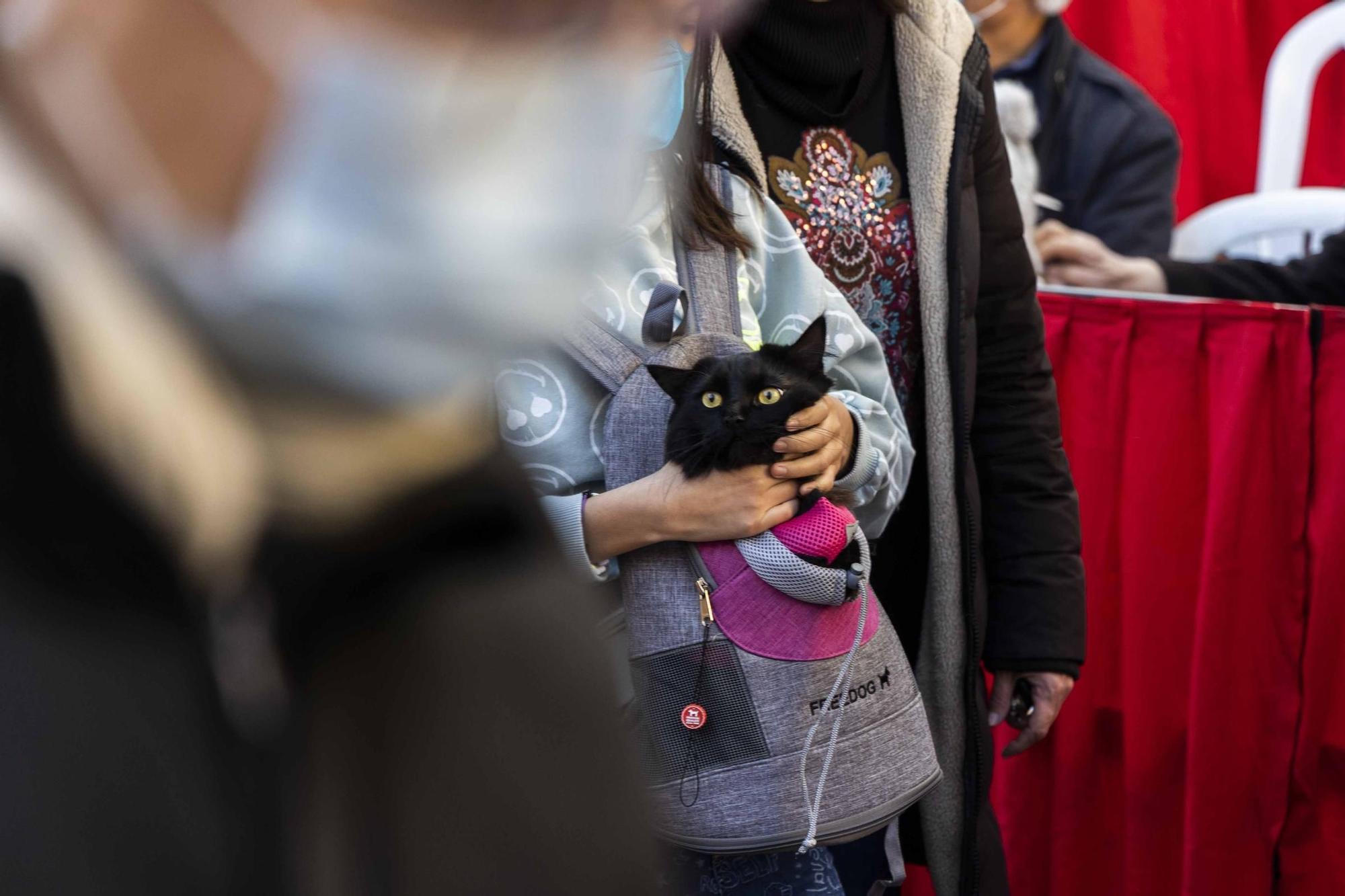 Búscate en la bendición de animales de Sant Antoni