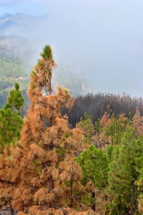 INCENDIO CUMBRE