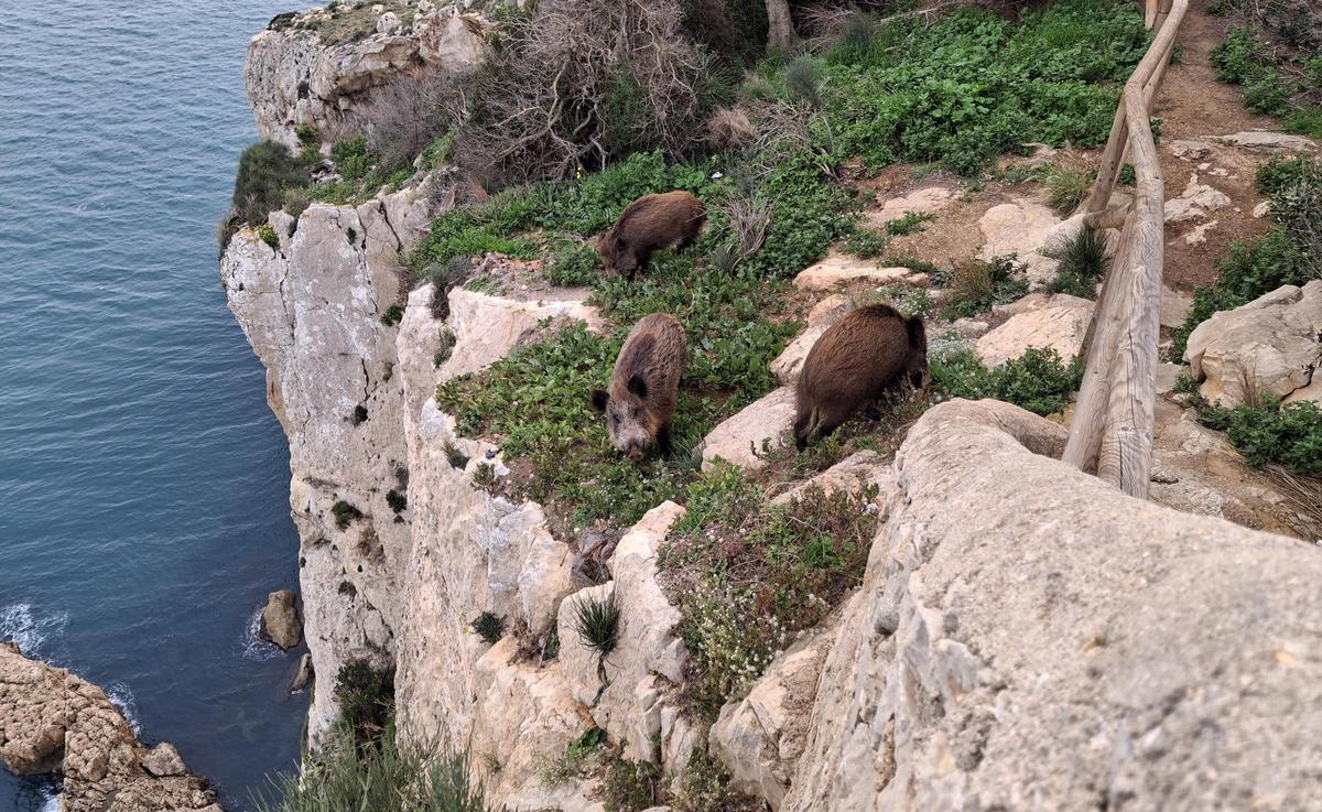 Jabalíes equilibristas: tres enormes animales hozaban esta tarde en el filo del acantilado de cien metros del Cap de la Nau