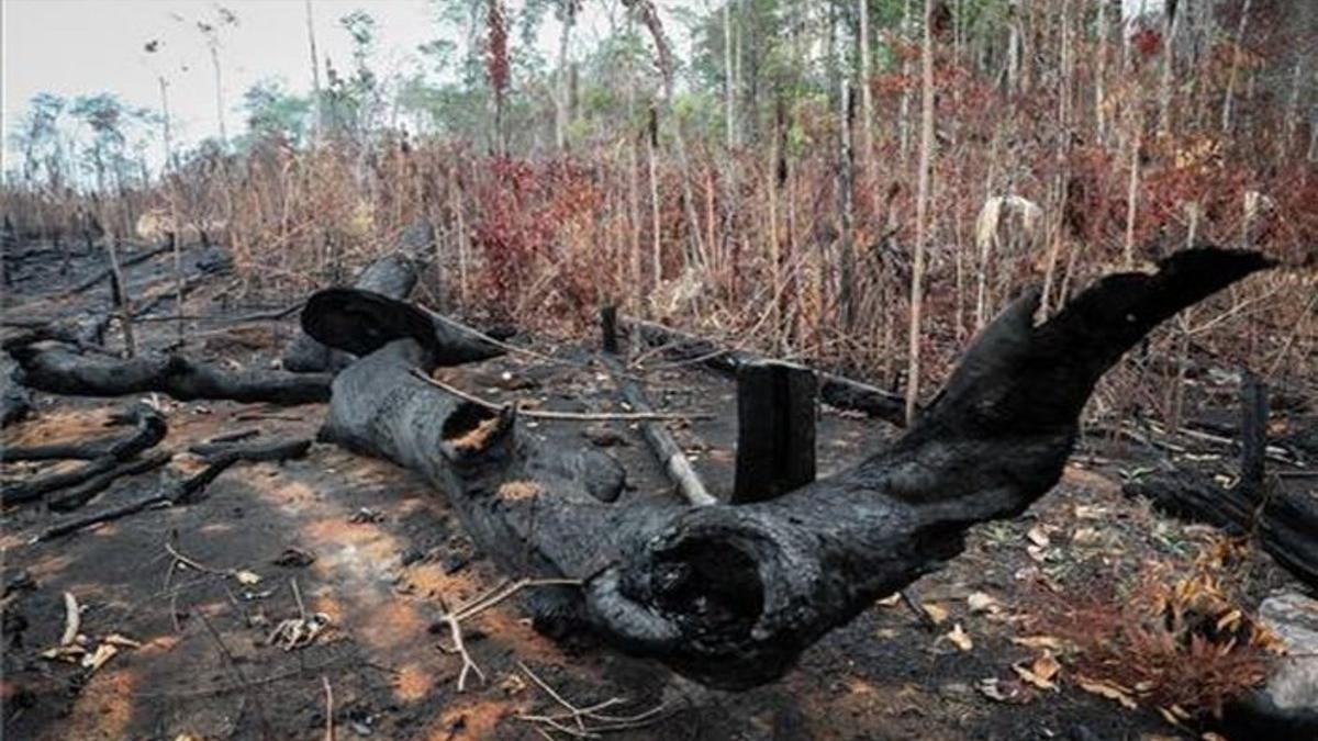 Signos de la deforestación en la Amazonia por incendios y tala ilegal.