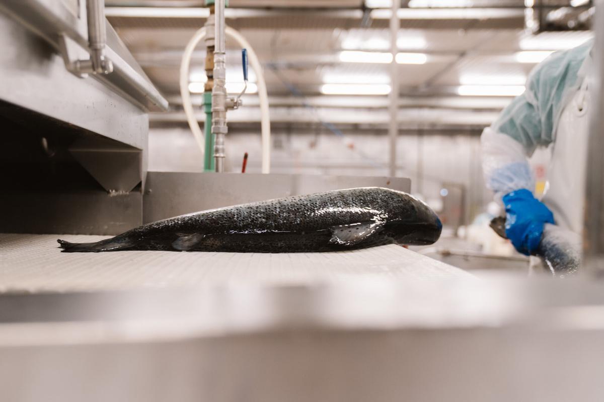 Interior de la fábrica de Ahumados Domínguez, donde tradición e innovación conviven en la elaboración de uno de sus productos más reconocidos.