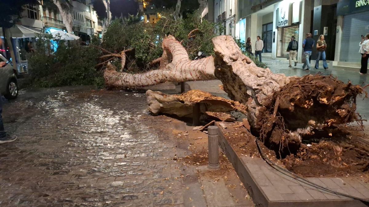 La raíz del árbol fue arrancada tras su caída.