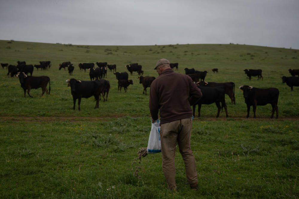 Los festejos taurinos corneados por la pandemia