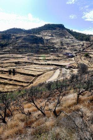 15-10-19 SUPLEMENTOS. ZONA CUMBRERA. ZONA CUMBRERA. Reportaje zonas quemadas tras dos meses. Reportaje triple entrega sobre el paisaje quemado, al cumplirse dos meses. La primera parte será Los tesosos de la Cumbre, en plan más positivo, con los brotes verdes, lugares que visitar. Un segundo con los héroes sin capa, sus protagonistas y una tercera con Lo que el fuego se llevó o Lo perdido, la parte más triste.  Fotos: Juan Castro.  | 15/10/2019 | Fotógrafo: Juan Carlos Castro