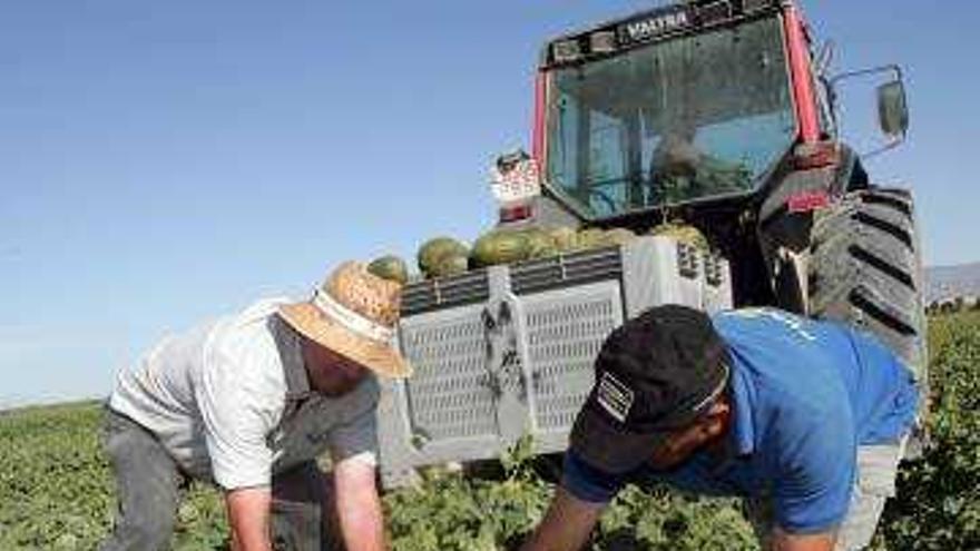 Dos agricultores recogiendo melones.