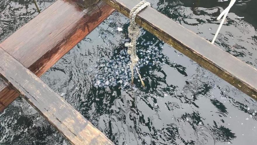 La plaga de medusas velero se adentra en la ría de Arousa