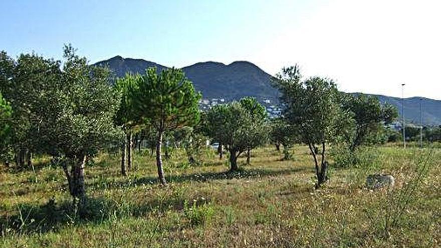 Camp d&#039;oliveres de Roses, en una imatge d&#039;arxiu de l&#039;any 2015.