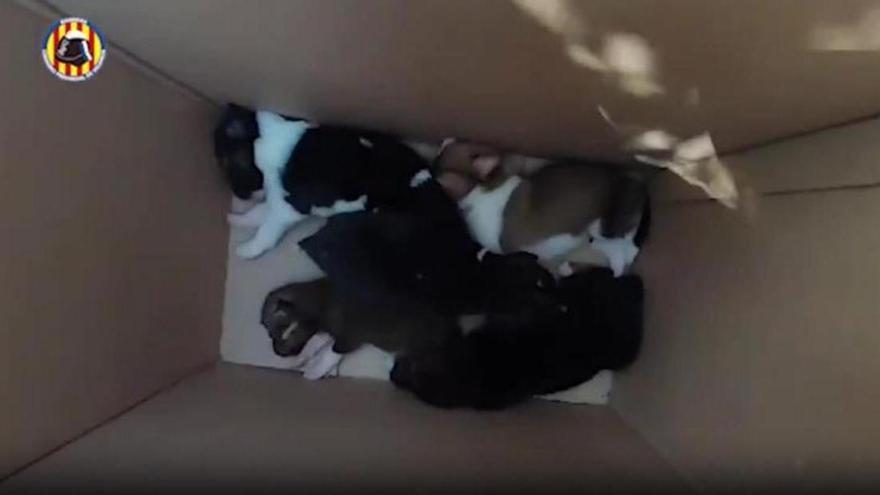 ¡Inhumano! Rescatan a 10 cachorros de perro abandonados en una caja en Xàtiva (Valencia)