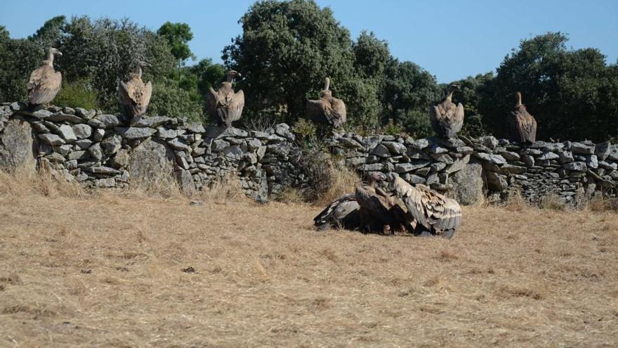 Buitres tras el ataque a una vaca en Almaraz