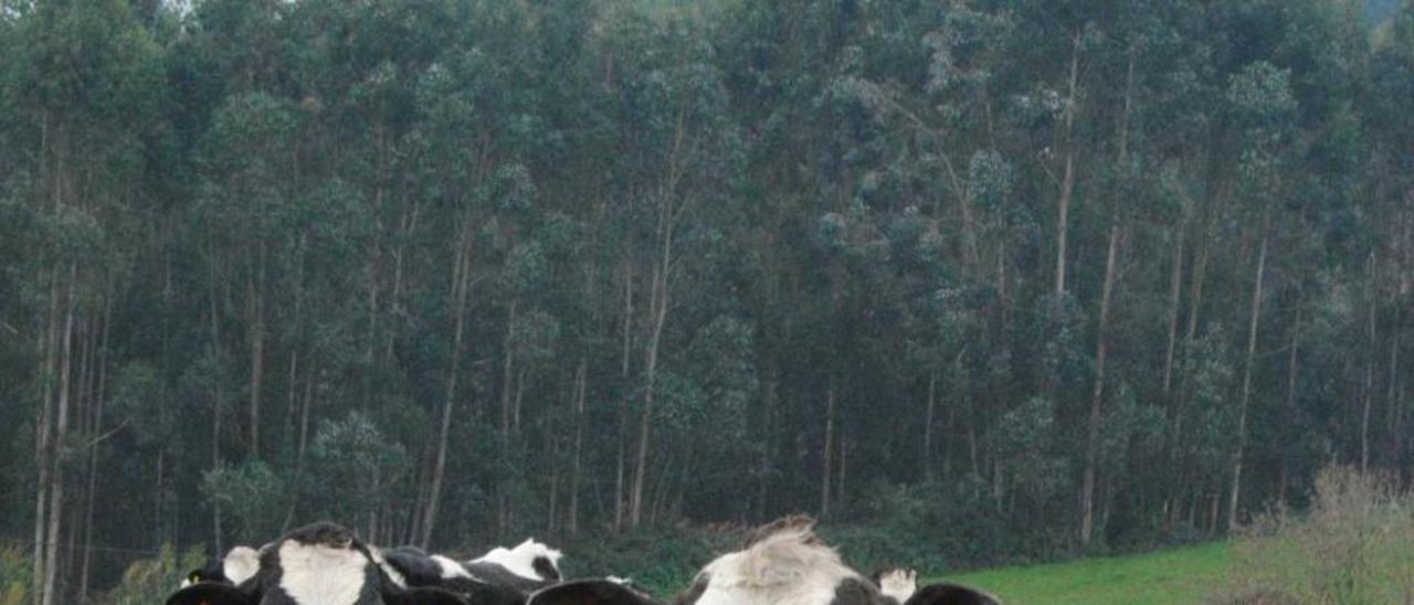 Vacas de leche, al aire libre en Llanera.