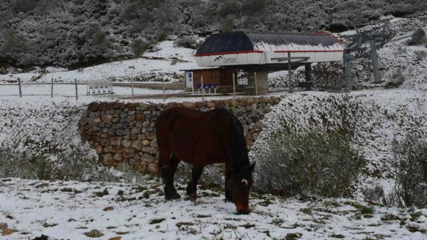 Un caballo pastando en la estación de Fuentes de Invierno el pasado martes.