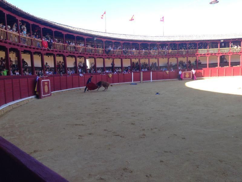 Fiestas en Toro | Becerrada de las peñas