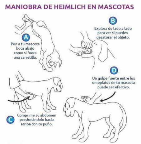 Maniobra de Heimlich para perros.