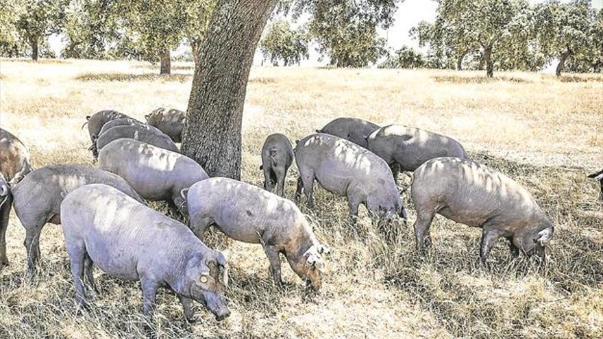 La dehesa cordobesa se enfrenta a un plan director que nace con críticas