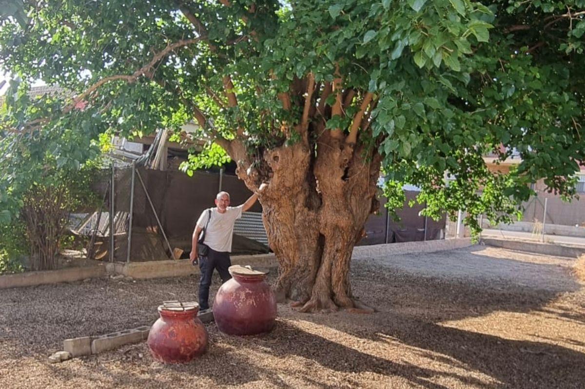 Este es el árbol murciano que se presenta a 'Árbol del Año en España 2026' tiene más de 200 años