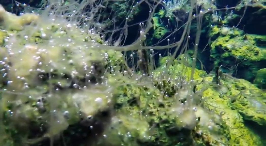 El fondo marino de la fajana tras la erupción del volcán de La Palma