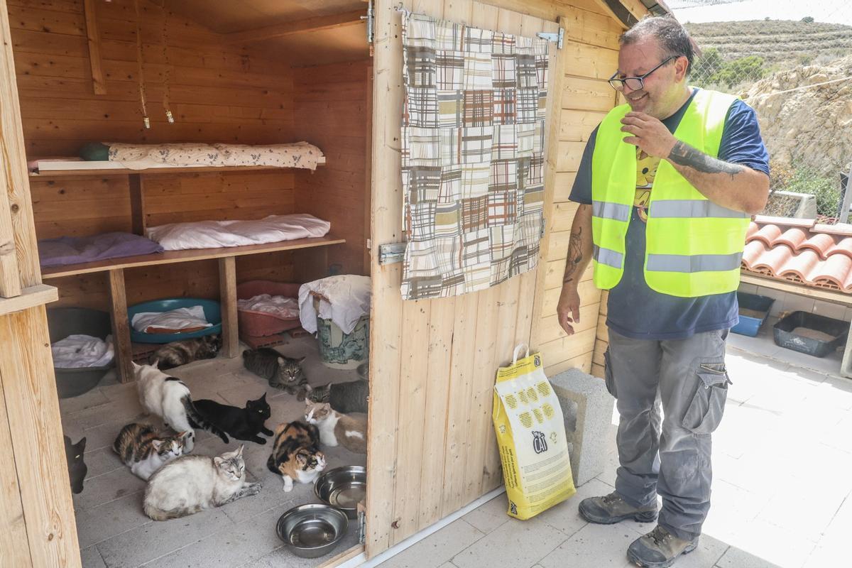En riesgo el futuro de 400 gatos de Alicante debido a la delicada situación de su protectora