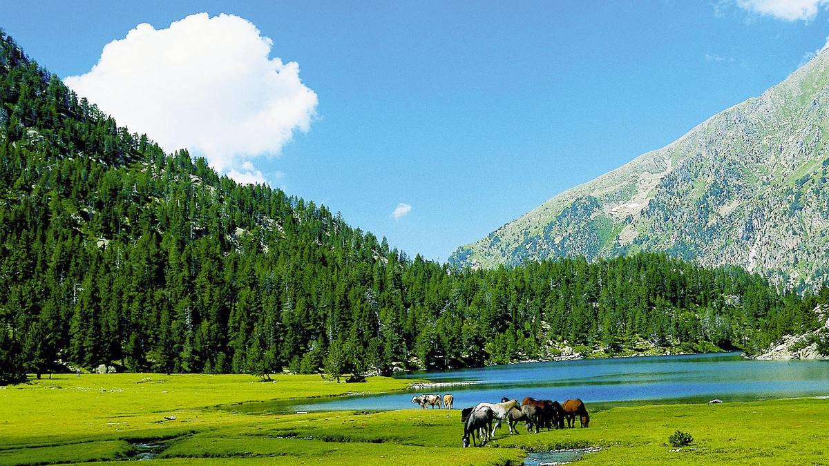 Caballos pastando en el Parc Nacional de Aigüestortes i Estany de Sant Maurici. Alta Ribagorça