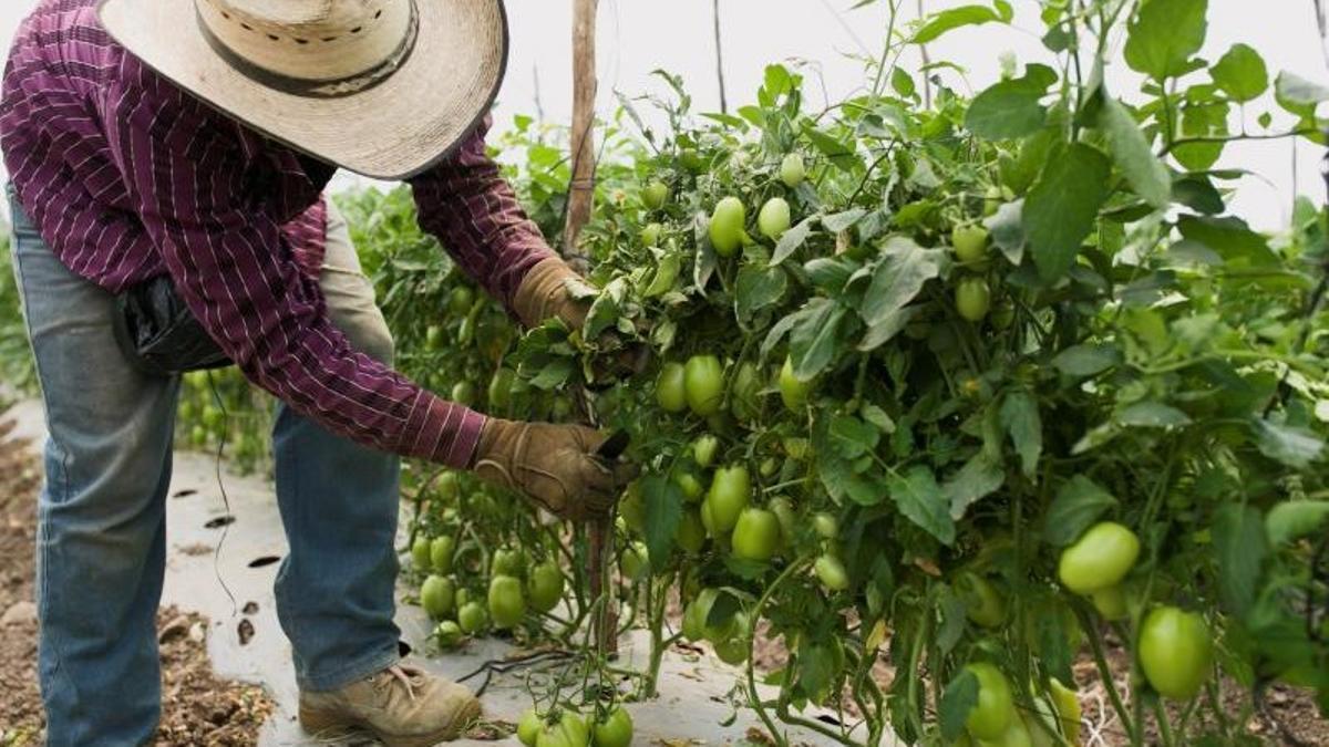 Imagen de archivo de un campesino en una plantación de tomate de Tarimbaro (Michoacán, México) en 2019.