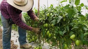 Imagen de archivo de un campesino en una plantación de tomate de Tarimbaro (Michoacán, México) en 2019.