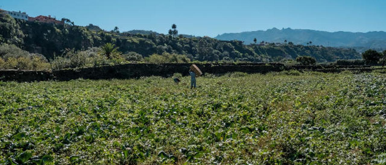 Dos agricultores, en plena faena, en un terreno de cultivo de zanahorias de la capital grancanaria.