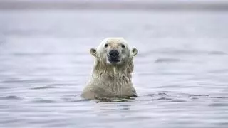 ¿Sobrevivirán los osos polares al cambio climático?: "No soportarán veranos más largos"