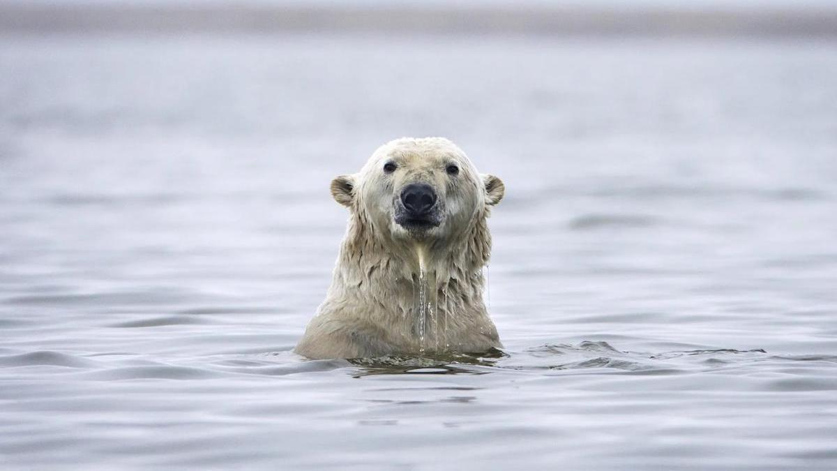 Un oso polar juega en el agua en Groenlandia.