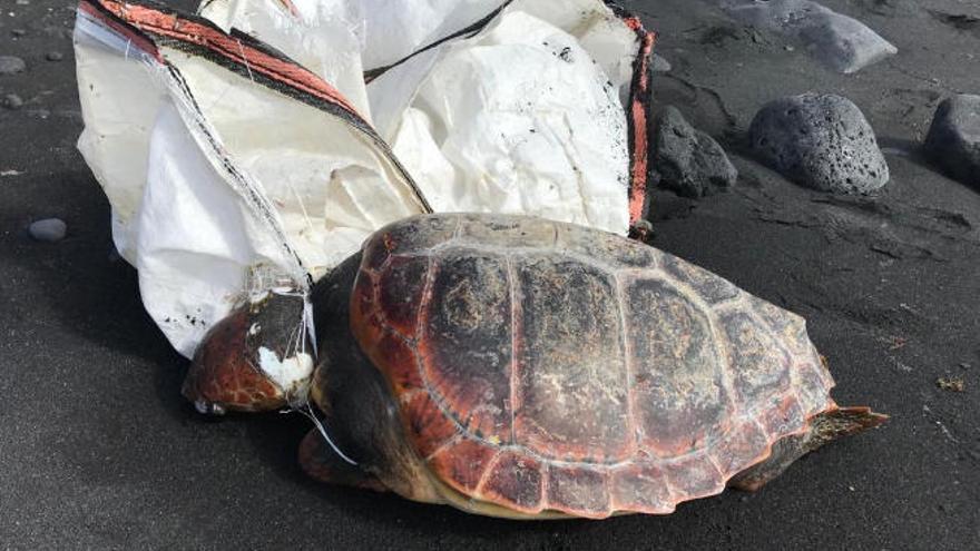 Tortuga hallada muerta en la Playa El Remo