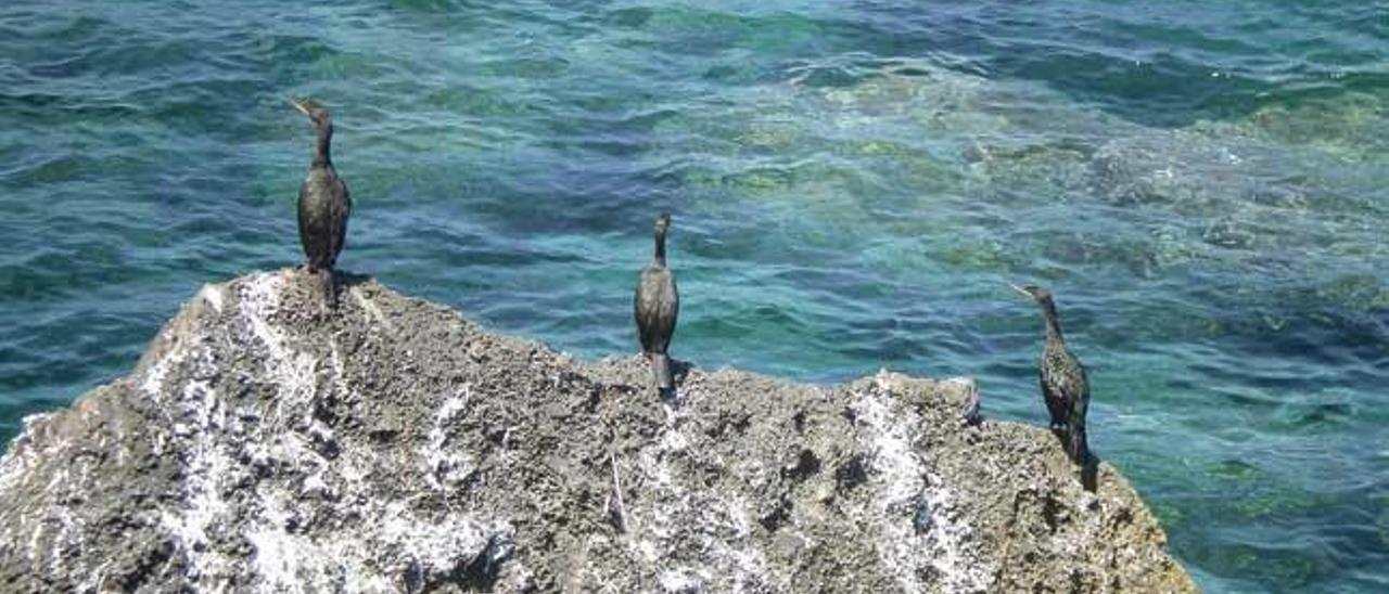 La contaminación en los mares causa daños en la flora y fauna.