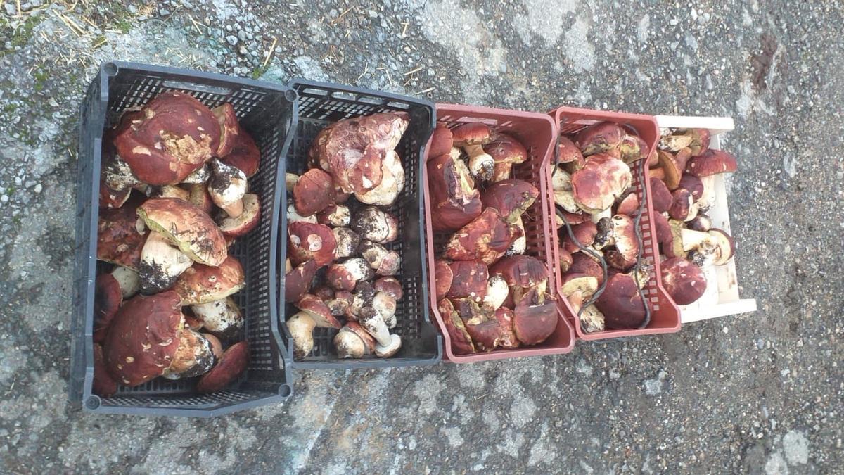 Boletus requisados en Manzanal de Arriba