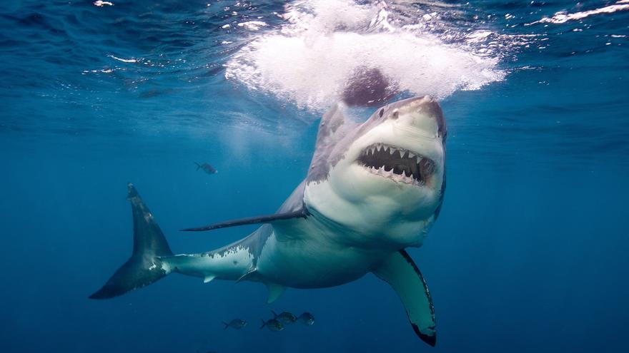 Una expedición parte desde Vigo para investigar la presencia de tiburones blancos en el norte de España