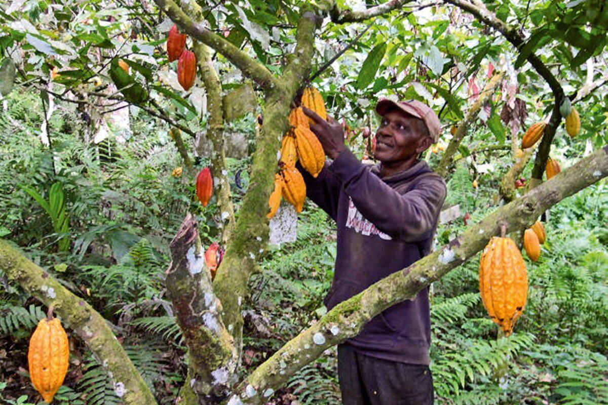 Un agricultor junto a un árbol de cacao, en Ghana