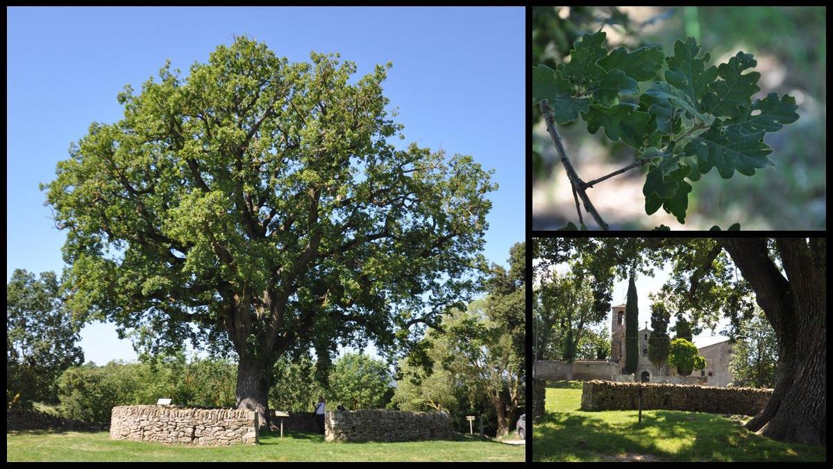 roble roure giol coloma sasserra