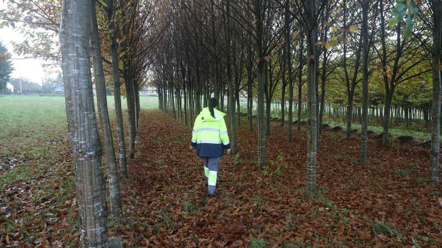 Vivero forestal de
frondosas en Oroso, que
gestiona Medio Rural.
  // Xoán Álvarez