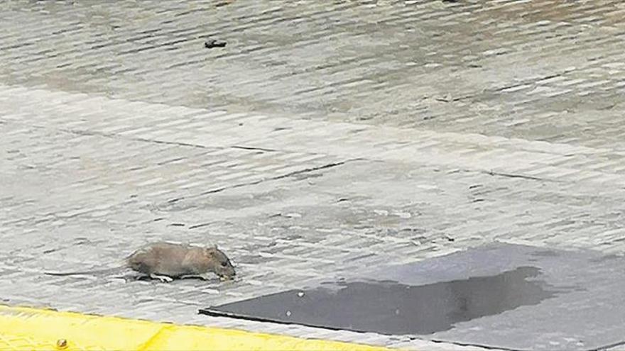 Denuncian la proliferación de ratas en la calle Europa de Burriana