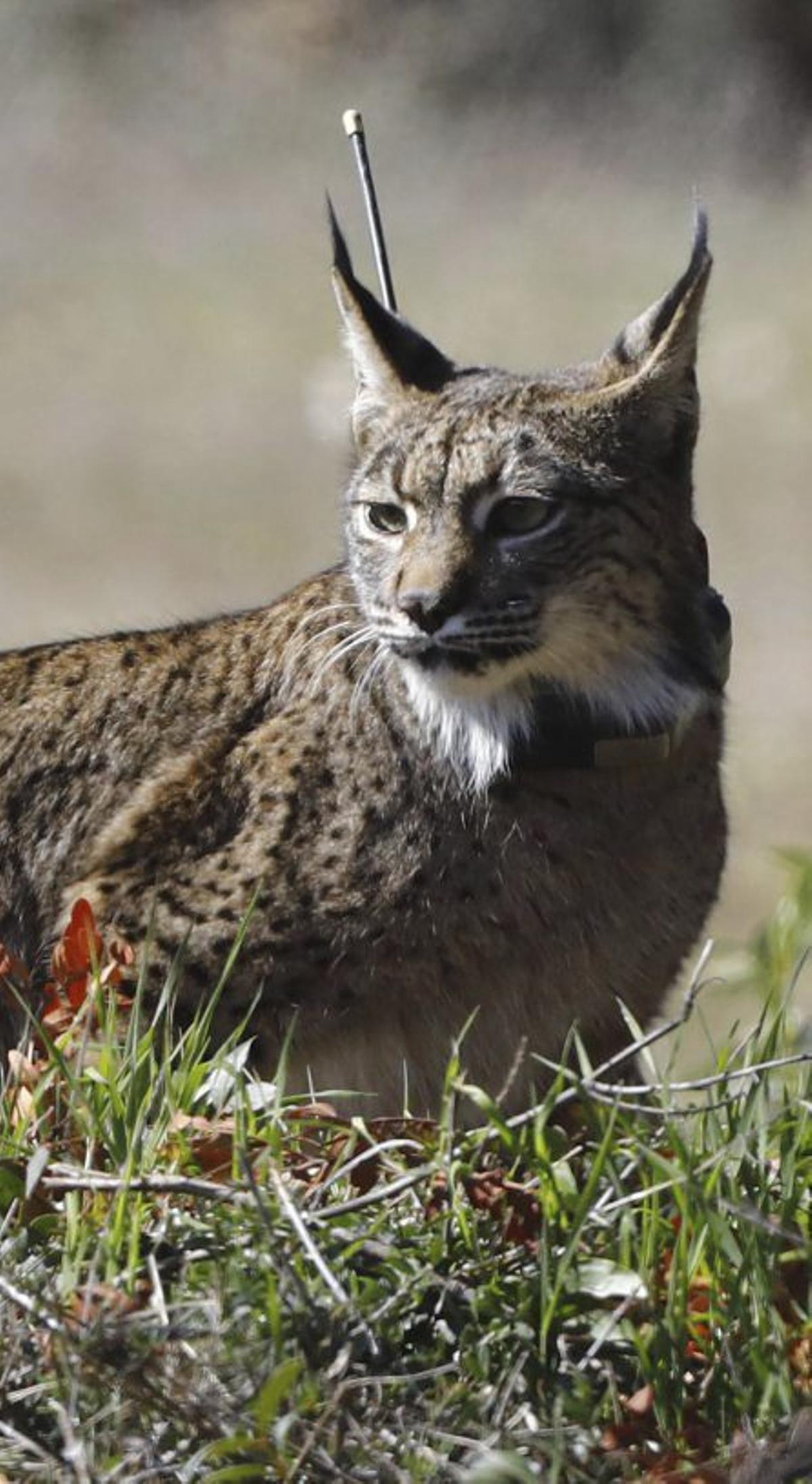 Imatge d’un linx. | SALAS / EFE