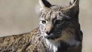 Aragó ultima la reintroducció del linx a prop de Saragossa