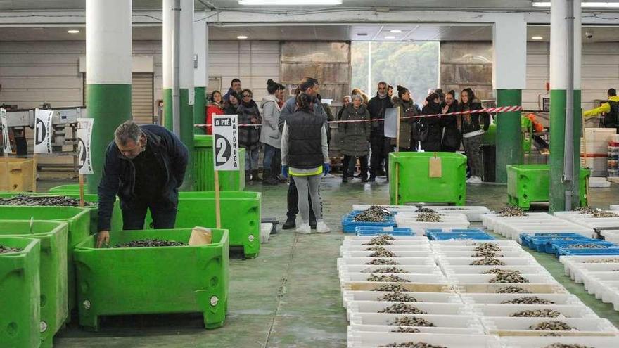 Las mariscadoras siguieron la actividad de la lonja durante la jornada de ayer. // Iñaki Abella