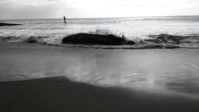 Un cachalote aparece muerto en la playa de Melenara