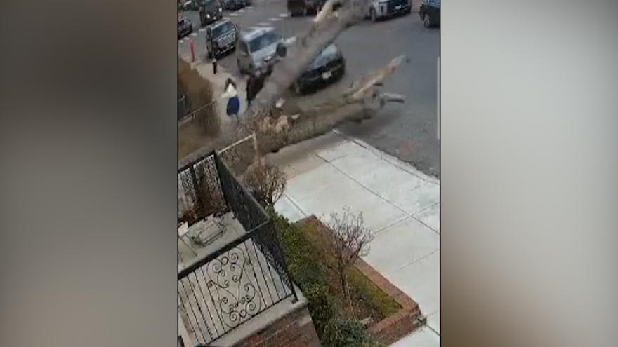Unos segundos más tarde y hubiesen muerto aplastados por un árbol en Nueva York