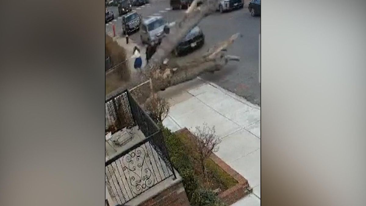 Unos segundos más tarde y hubiesen muerto aplastados por un árbol en Nueva York.00 00 15 02.Imagen fija001